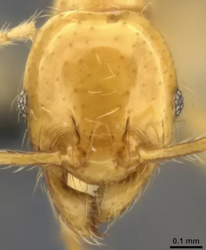 Pheidole vulgaris specimen CASENT0282732 image casent0282732_2