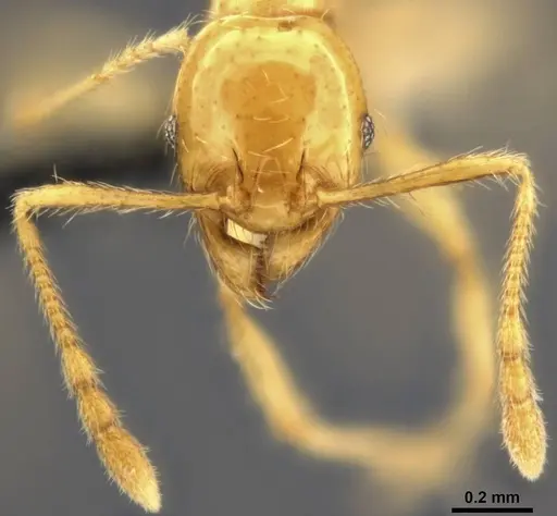 Pheidole vulgaris specimen CASENT0282732 image casent0282732_3