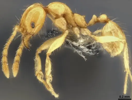 Pheidole vulgaris specimen CASENT0282732 image casent0282732_4