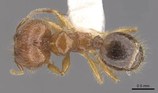 Pheidole vulgaris specimen CASENT0905877 image casent0905877_1