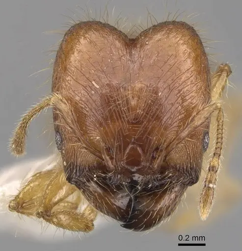 Pheidole vulgaris specimen CASENT0905877 image casent0905877_2