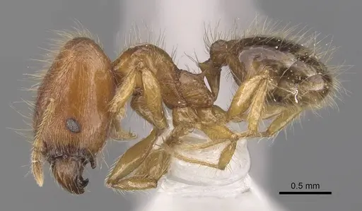 Pheidole vulgaris specimen CASENT0905877 image casent0905877_3