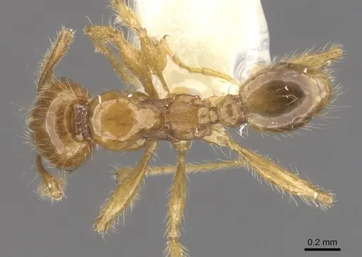 Pheidole vulgaris specimen CASENT0905878 image casent0905878_1
