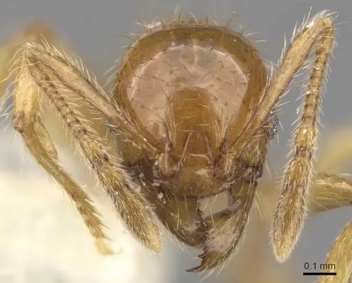 Pheidole vulgaris specimen CASENT0905878 image casent0905878_2