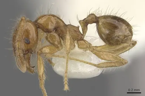 Pheidole vulgaris specimen CASENT0905878 image casent0905878_3