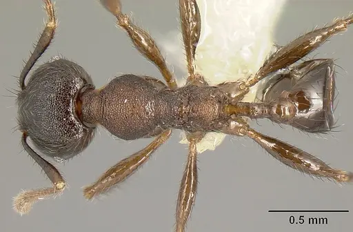 Pheidole walkeri specimen CASENT0609398 image casent0609398_1
