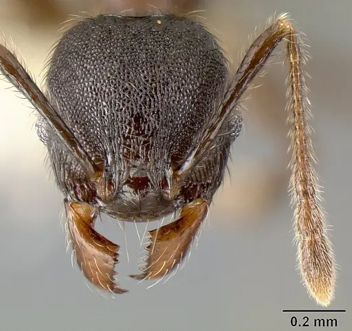 Pheidole walkeri specimen CASENT0609398 image casent0609398_2
