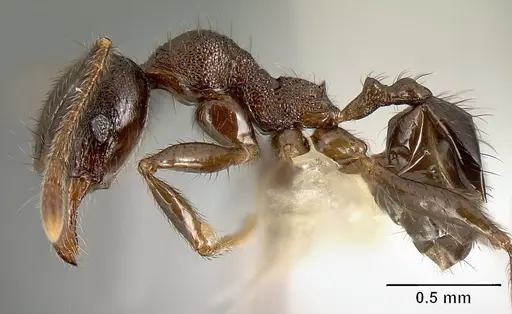 Pheidole walkeri specimen CASENT0609398 image casent0609398_3