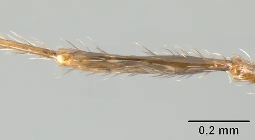 Pheidole walkeri specimen CASENT0609398 image casent0609398_4