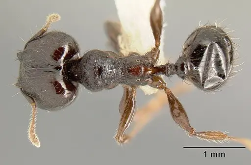 Pheidole walkeri specimen CASENT0609592 image casent0609592_1