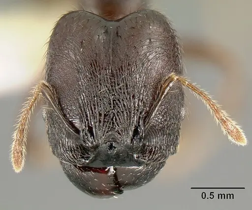 Pheidole walkeri specimen CASENT0609592 image casent0609592_2
