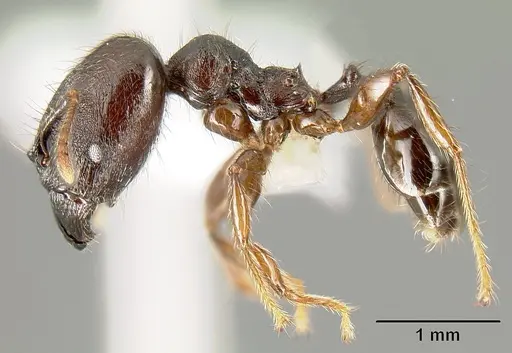 Pheidole walkeri specimen CASENT0609592 image casent0609592_3