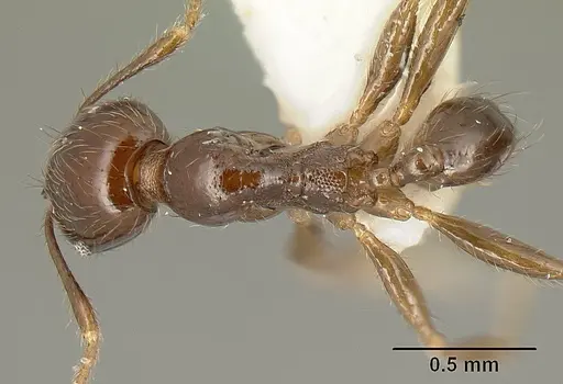 Pheidole walkeri specimen CASENT0610099 image casent0610099_1