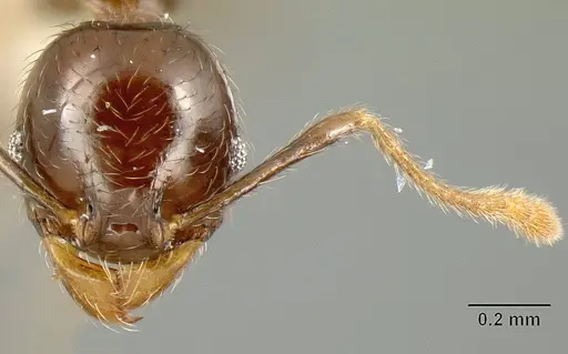 Pheidole walkeri specimen CASENT0610099 image casent0610099_2