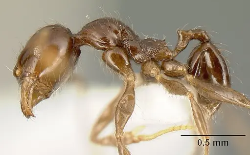 Pheidole walkeri specimen CASENT0610099 image casent0610099_3