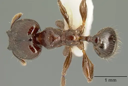 Pheidole walkeri specimen CASENT0610100 image casent0610100_1