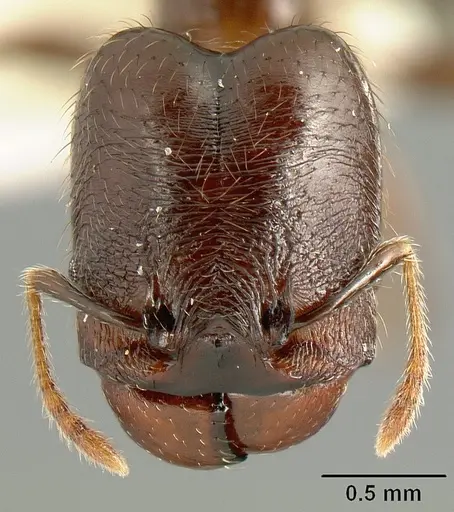Pheidole walkeri specimen CASENT0610100 image casent0610100_2