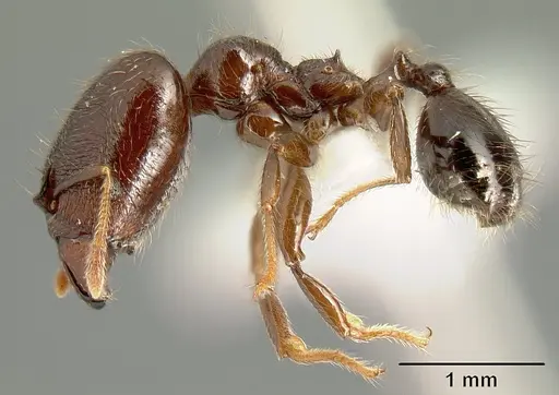 Pheidole walkeri specimen CASENT0610100 image casent0610100_3