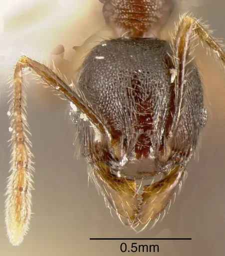 Pheidole walkeri specimen CASENT0635435 image casent0635435_1