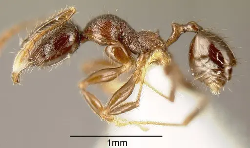 Pheidole walkeri specimen CASENT0635435 image casent0635435_2