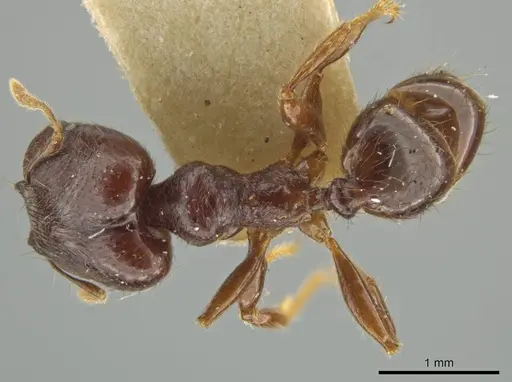Pheidole walkeri specimen CASENT0645893 image casent0645893_1