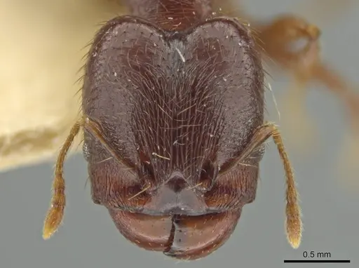 Pheidole walkeri specimen CASENT0645893 image casent0645893_2