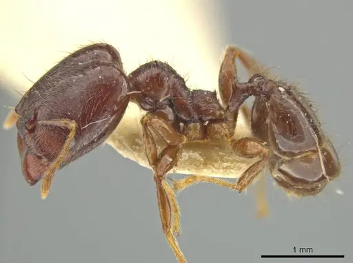 Pheidole walkeri specimen CASENT0645893 image casent0645893_3