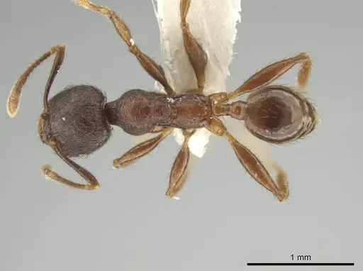 Pheidole walkeri specimen CASENT0646283 image casent0646283_1