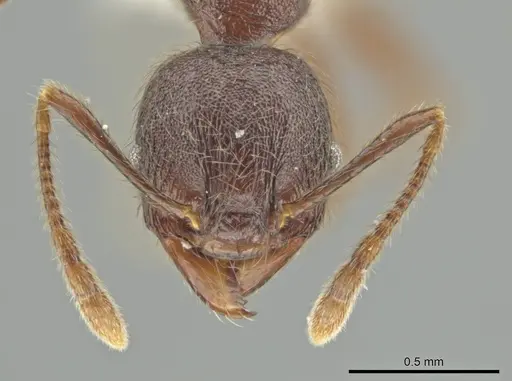 Pheidole walkeri specimen CASENT0646283 image casent0646283_2