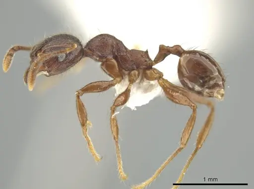 Pheidole walkeri specimen CASENT0646283 image casent0646283_3