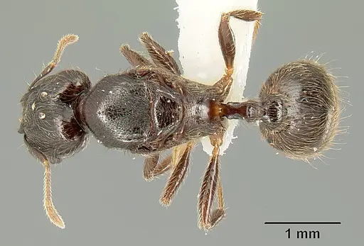 Pheidole walkeri specimen INBIOCRI001237436 image inbiocri001237436_1