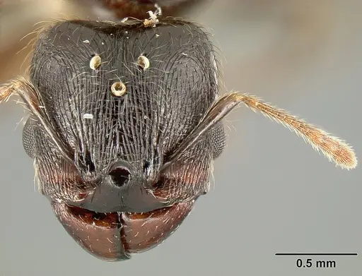 Pheidole walkeri specimen INBIOCRI001237436 image inbiocri001237436_2