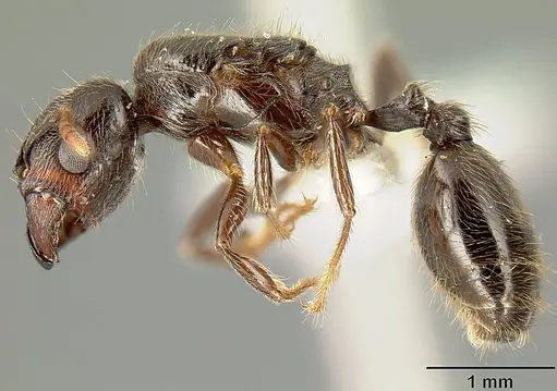 Pheidole walkeri specimen INBIOCRI001237436 image inbiocri001237436_3