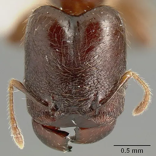 Pheidole walkeri specimen INBIOCRI002279566 image inbiocri002279566_1