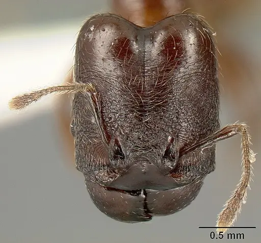 Pheidole walkeri specimen INBIOCRI002279567 image inbiocri002279567_1