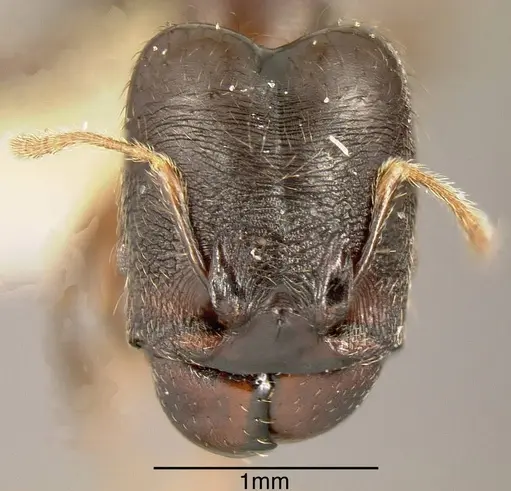 Pheidole walkeri specimen INBIOCRI002279568 image inbiocri002279568_1