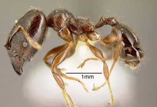 Pheidole walkeri specimen INBIOCRI002279568 image inbiocri002279568_2