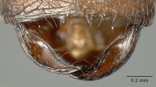 Pheidole walkeri specimen INBIOCRI002279571 image inbiocri002279571_1