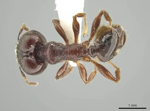 Pheidole walkeri specimen JTLC000016391 image jtlc000016391_1