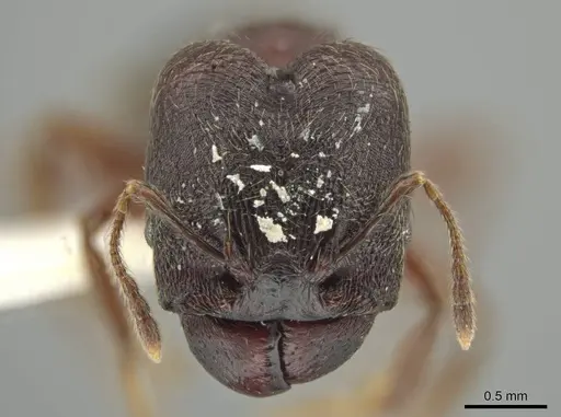 Pheidole walkeri specimen JTLC000016391 image jtlc000016391_2
