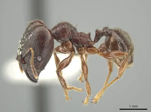 Pheidole walkeri specimen JTLC000016391 image jtlc000016391_3