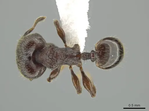Pheidole wardi specimen CASENT0617187 image casent0617187_1