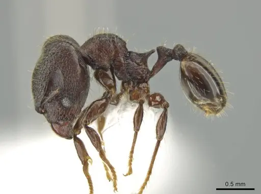 Pheidole wardi specimen CASENT0617187 image casent0617187_3