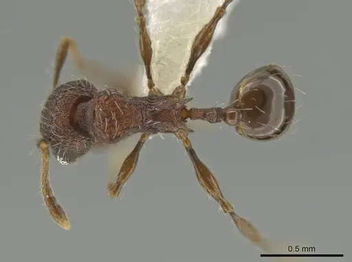 Pheidole wardi specimen CASENT0617188 image casent0617188_1