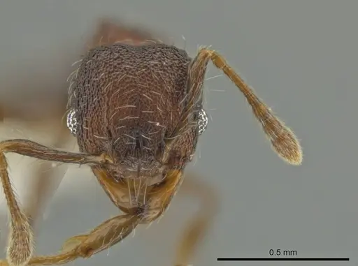 Pheidole wardi specimen CASENT0617188 image casent0617188_2