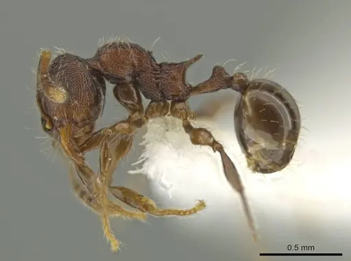Pheidole wardi specimen CASENT0617188 image casent0617188_3