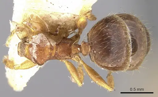 Pheidole watsoni specimen CASENT0281698 image casent0281698_1