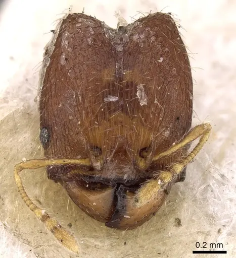 Pheidole watsoni specimen CASENT0281698 image casent0281698_2