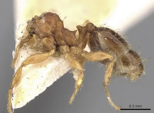 Pheidole watsoni specimen CASENT0281698 image casent0281698_3