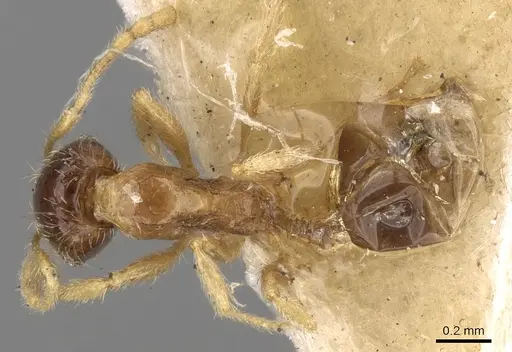 Pheidole watsoni specimen CASENT0281699 image casent0281699_1